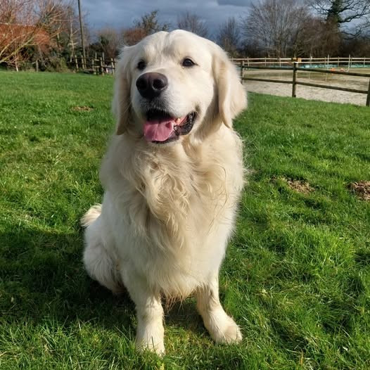 goldheaven Victim-of-success