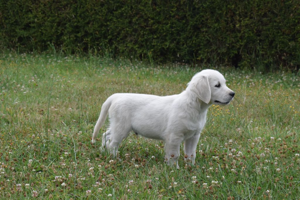  Reste 1 chiot disponible 