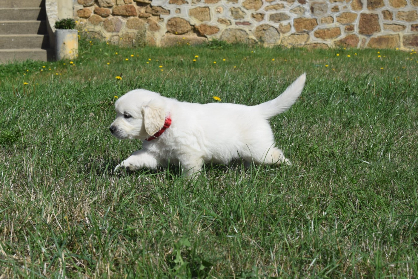De Novely - Chiots disponibles - Golden Retriever