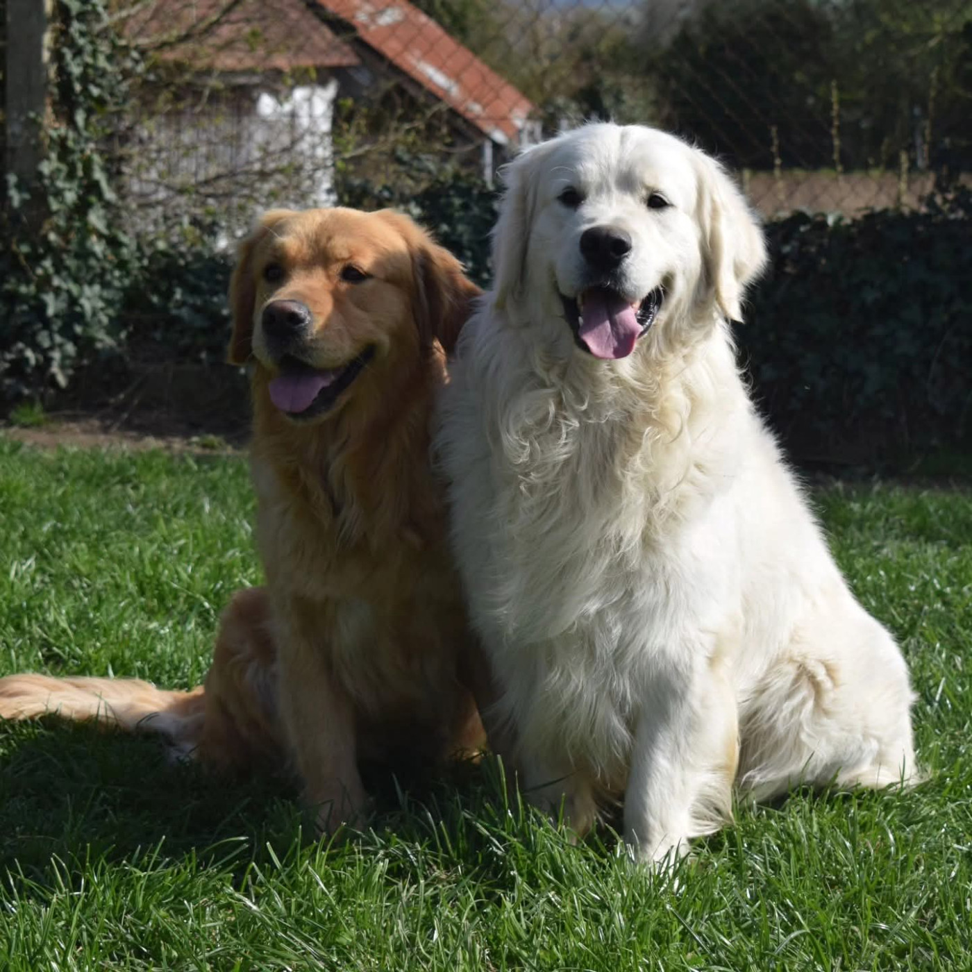 Chiot Golden Retriever De Novely