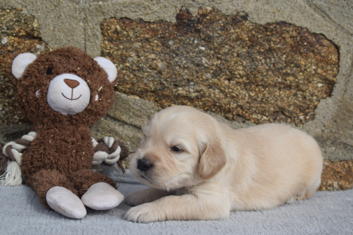 De Novely - Chiots disponibles - Golden Retriever