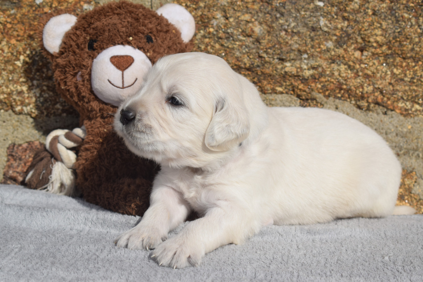 De Novely - Chiots disponibles - Golden Retriever