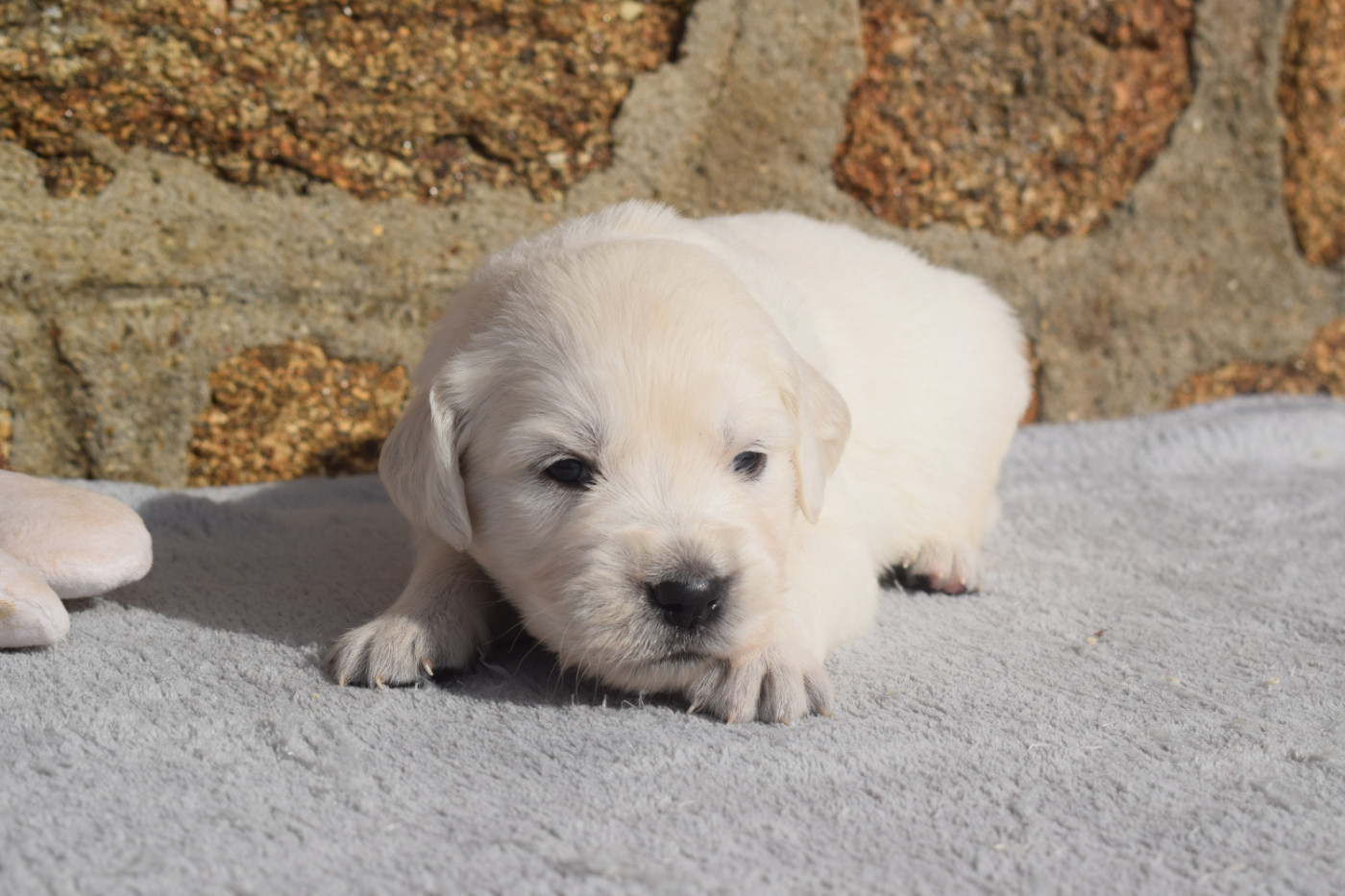 De Novely - Chiots disponibles - Golden Retriever