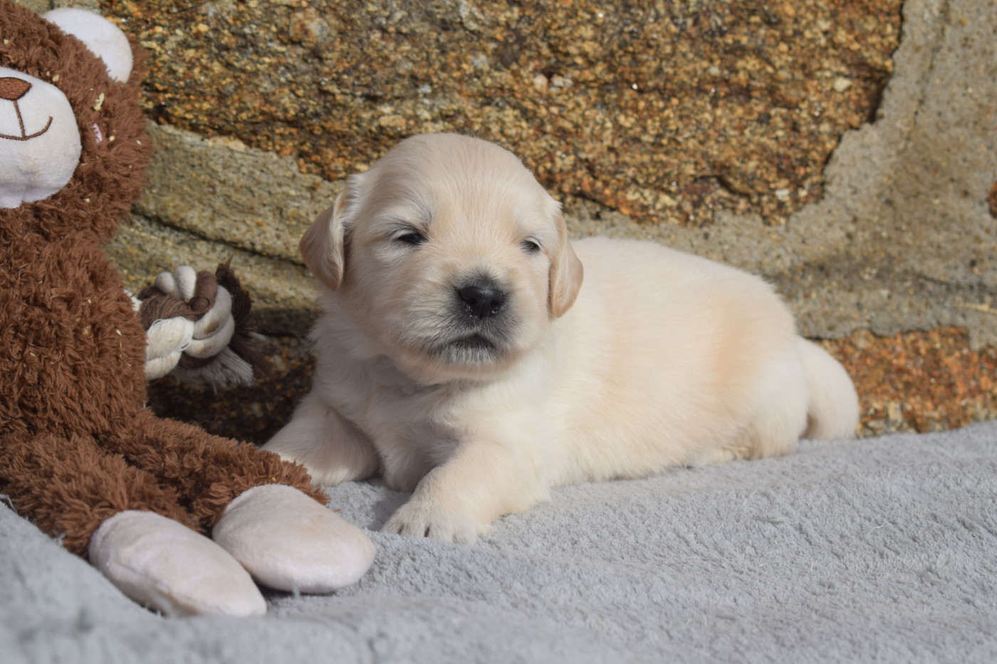 De Novely - Chiots disponibles - Golden Retriever