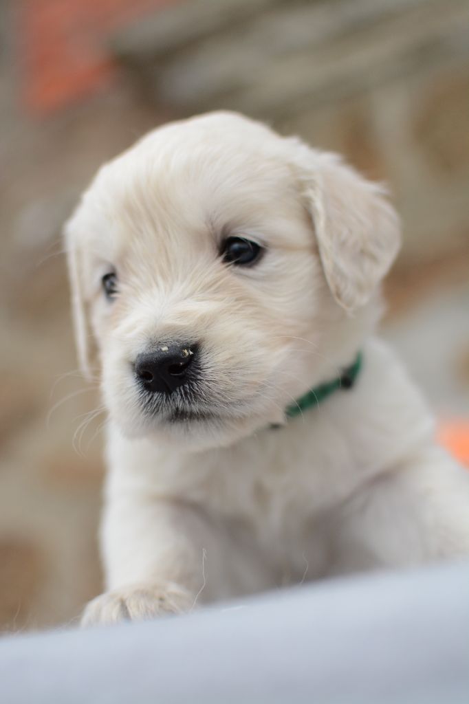De Novely - Chiots disponibles - Golden Retriever