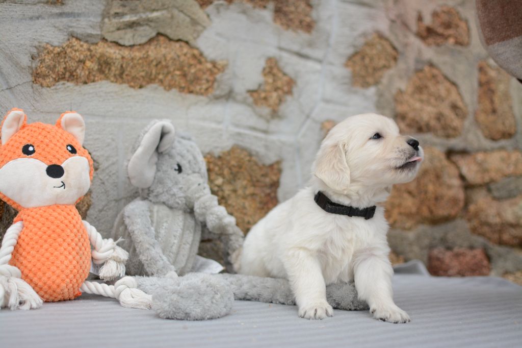 De Novely - Chiots disponibles - Golden Retriever