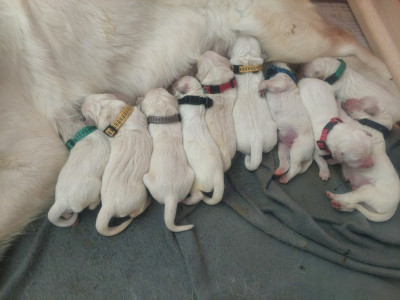 CHIOT 8