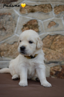 Madame Jaune