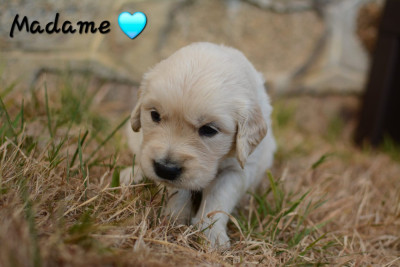 Madame Bleu