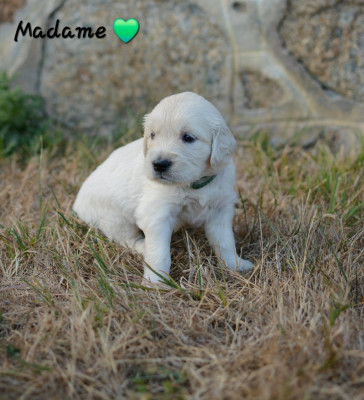 Madame Vert