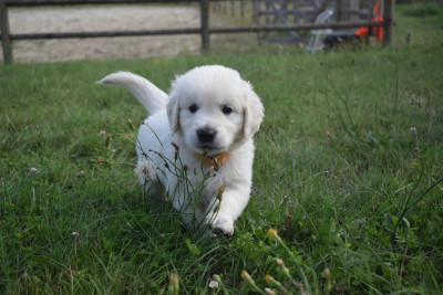 Benson
